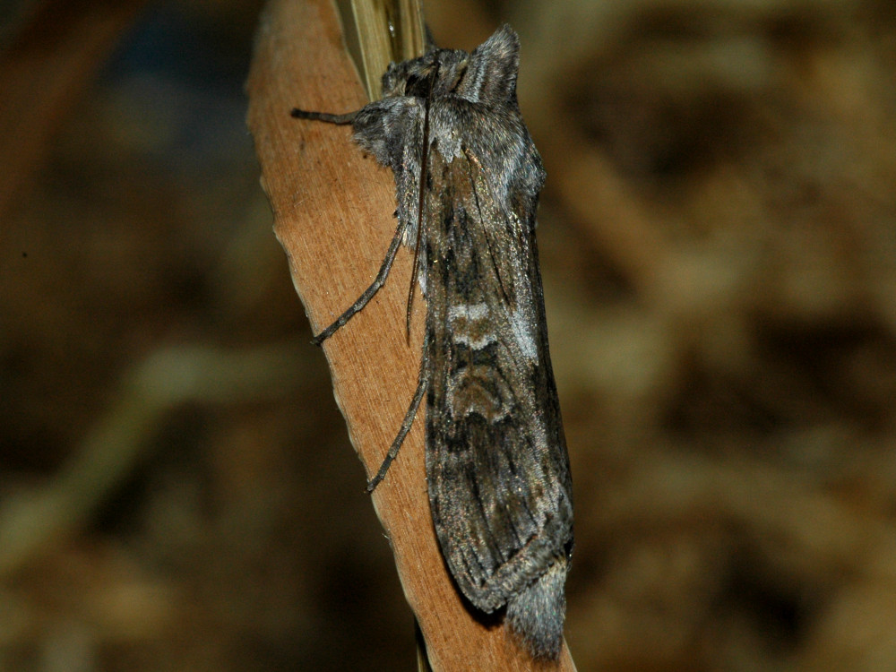 Bild Nr.09188 zum Vergrößern klicken Bild Nr.09188