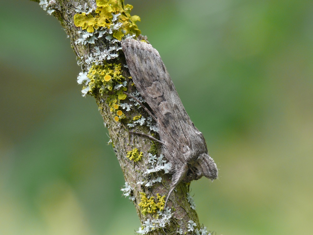 Bild Nr.09188 zum Vergrößern klicken Bild Nr.09188