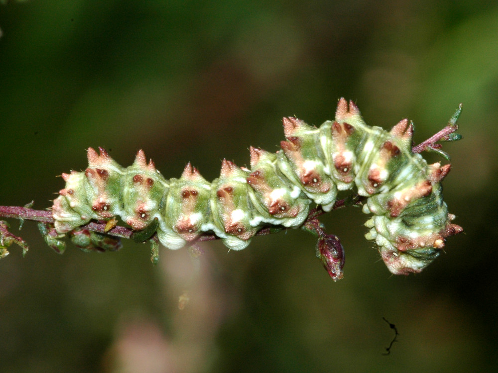 Bild Nr.09188 zum Vergrößern klicken Bild Nr.09188