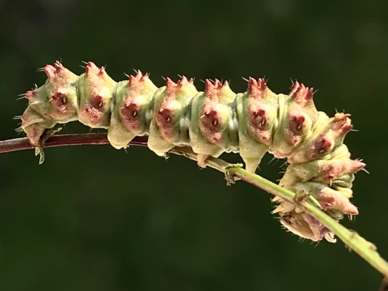 Bild Nr.09188 zum Vergrößern klicken Bild Nr.09188