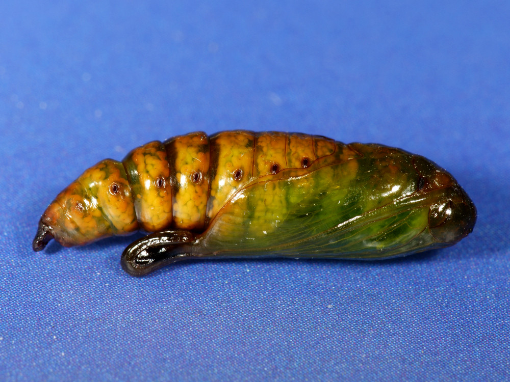 Bild Nr.09188 zum Vergrößern klicken Bild Nr.09188