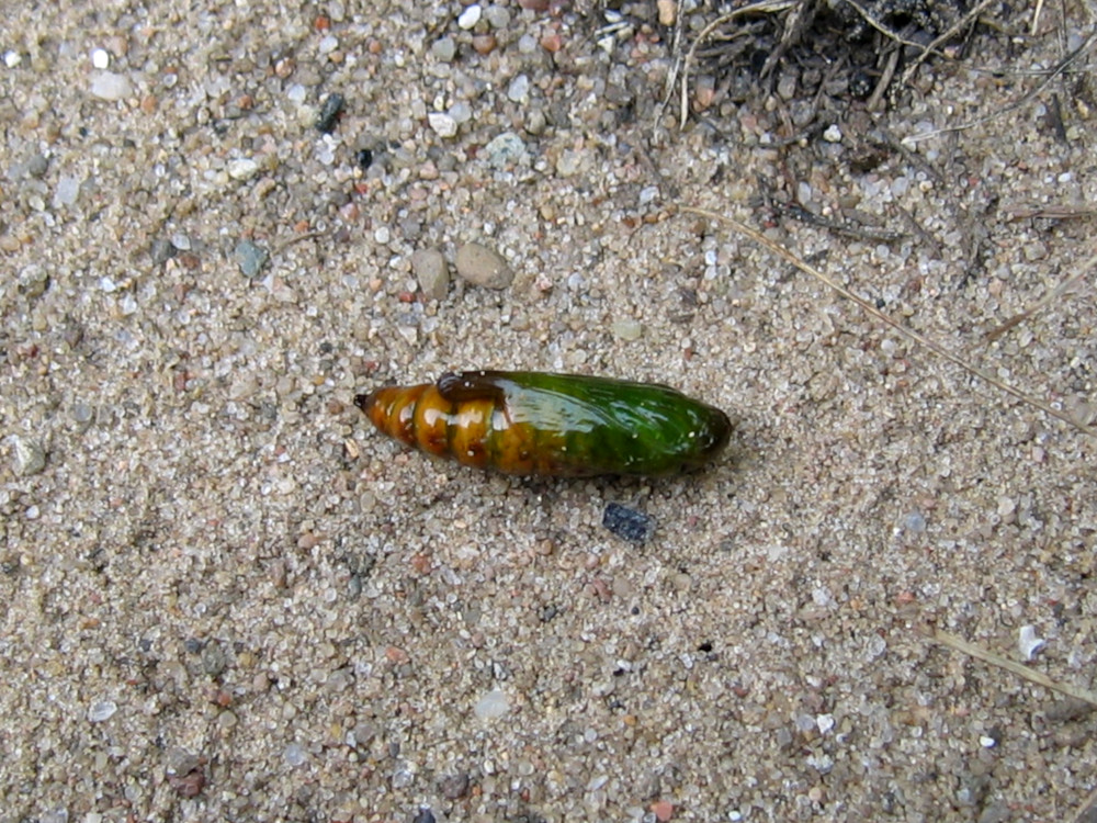 Bild Nr.09188 zum Vergrößern klicken Bild Nr.09188