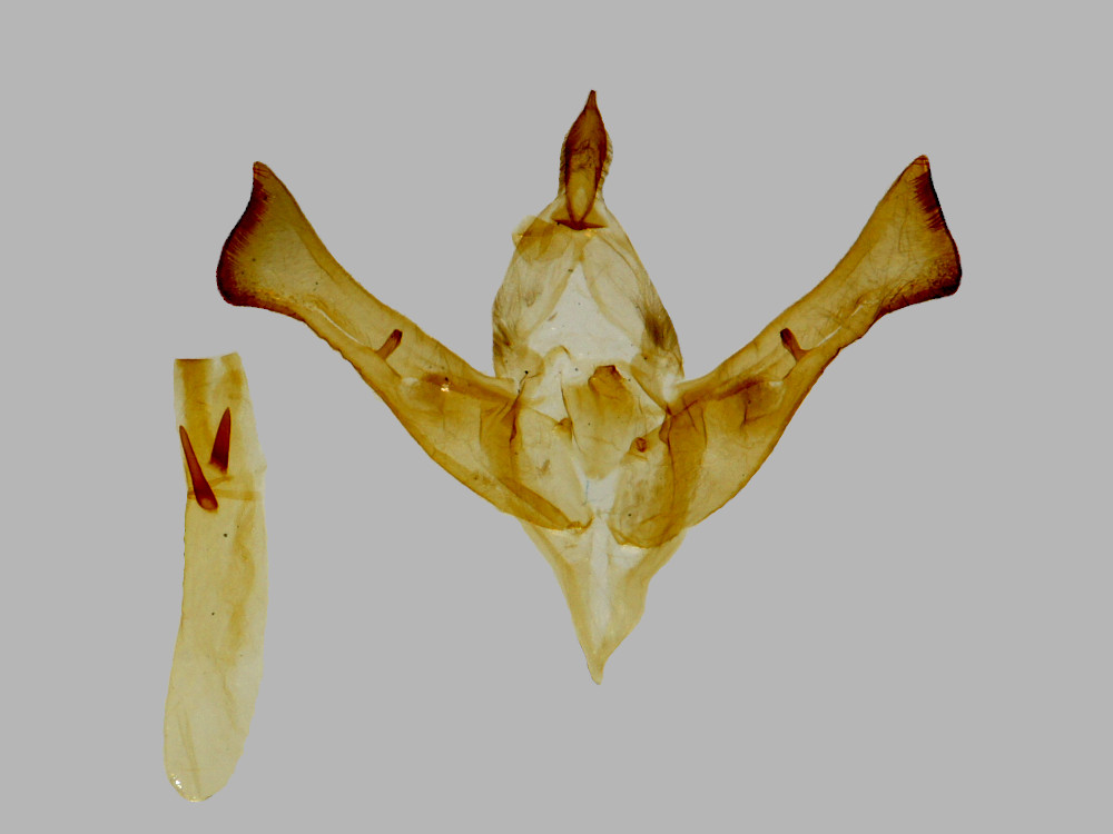 Bild Nr.09196 zum Vergrößern klicken Bild Nr.09196