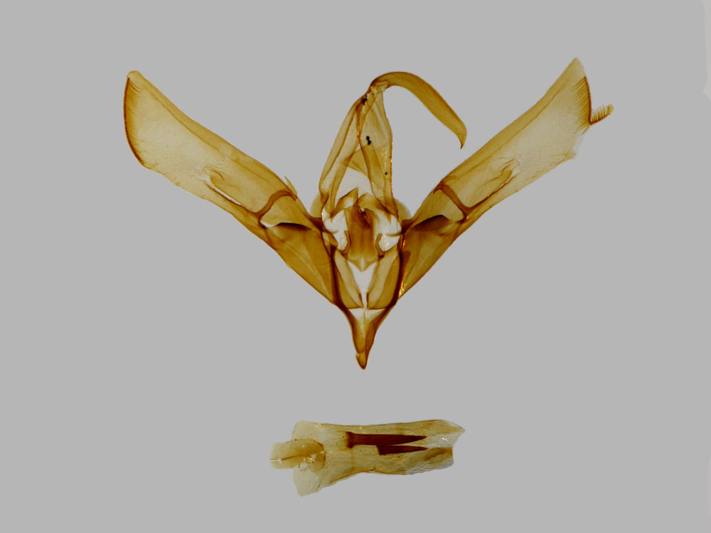 Bild Nr.09199 zum Vergrößern klicken Bild Nr.09199