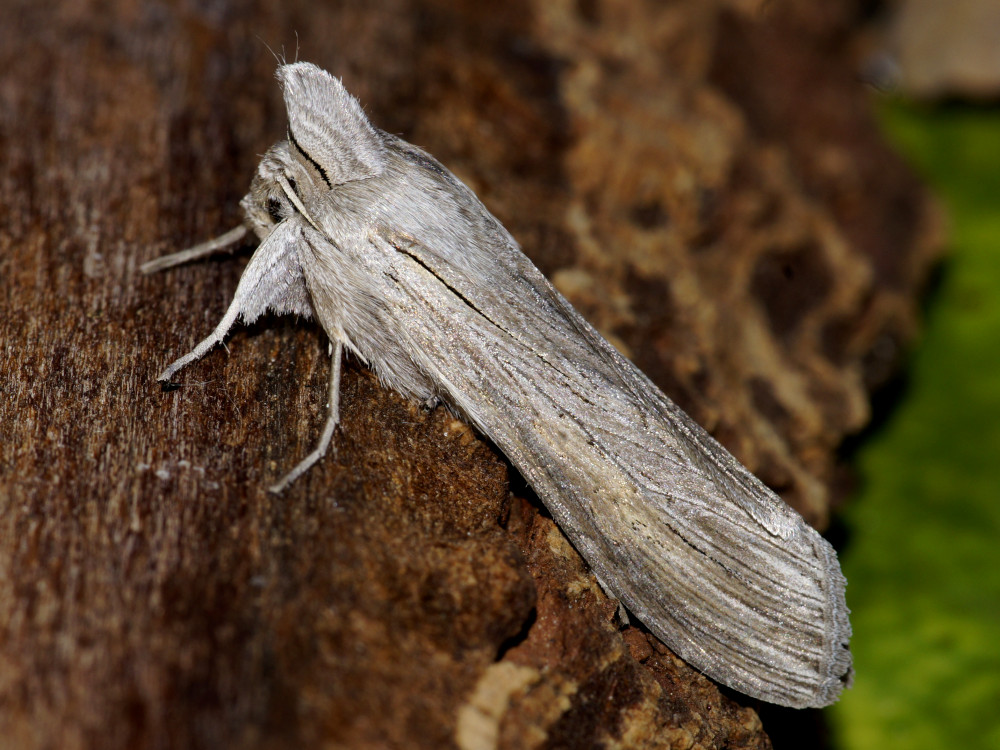 Bild Nr.09199 zum Vergrößern klicken Bild Nr.09199