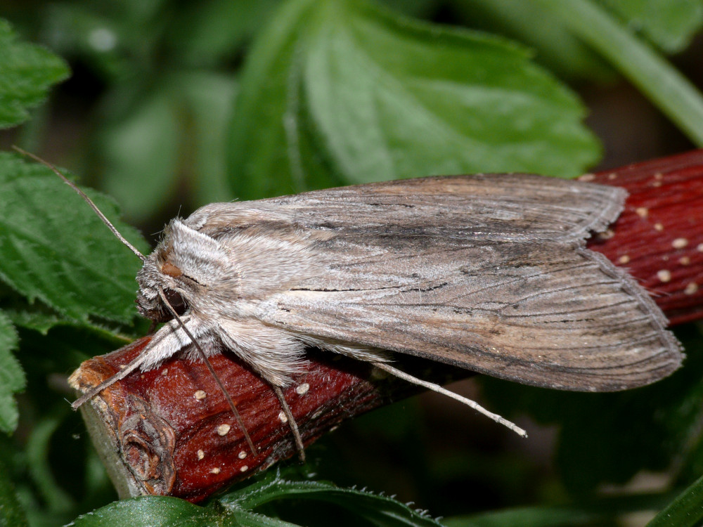 Bild Nr.09199 zum Vergrößern klicken Bild Nr.09199