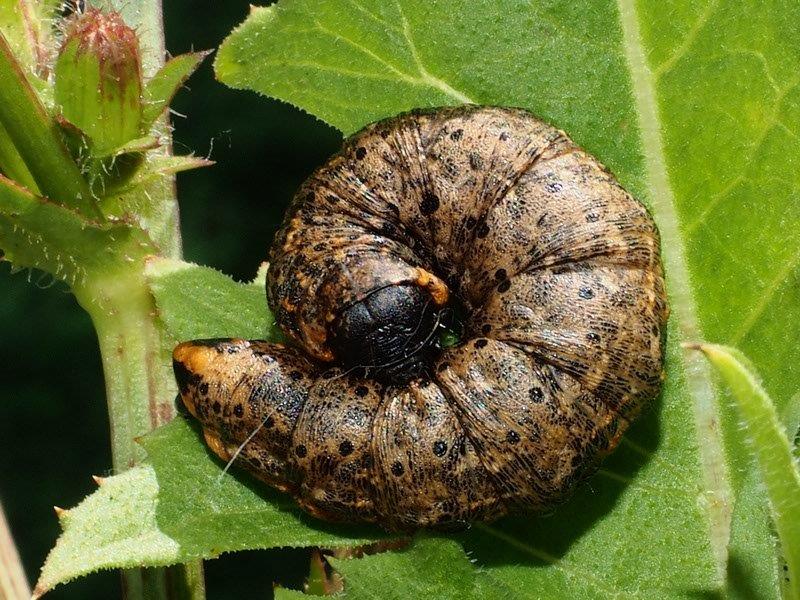 Bild Nr.09199 zum Vergrößern klicken Bild Nr.09199