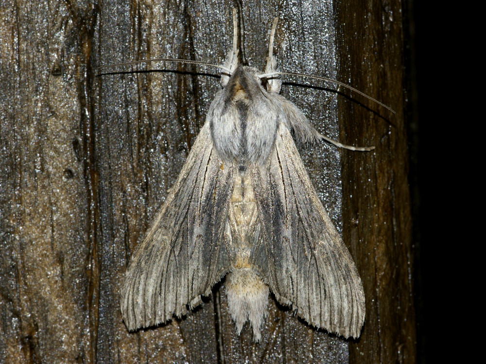 Bild Nr.09207 zum Vergrößern klicken Bild Nr.09207