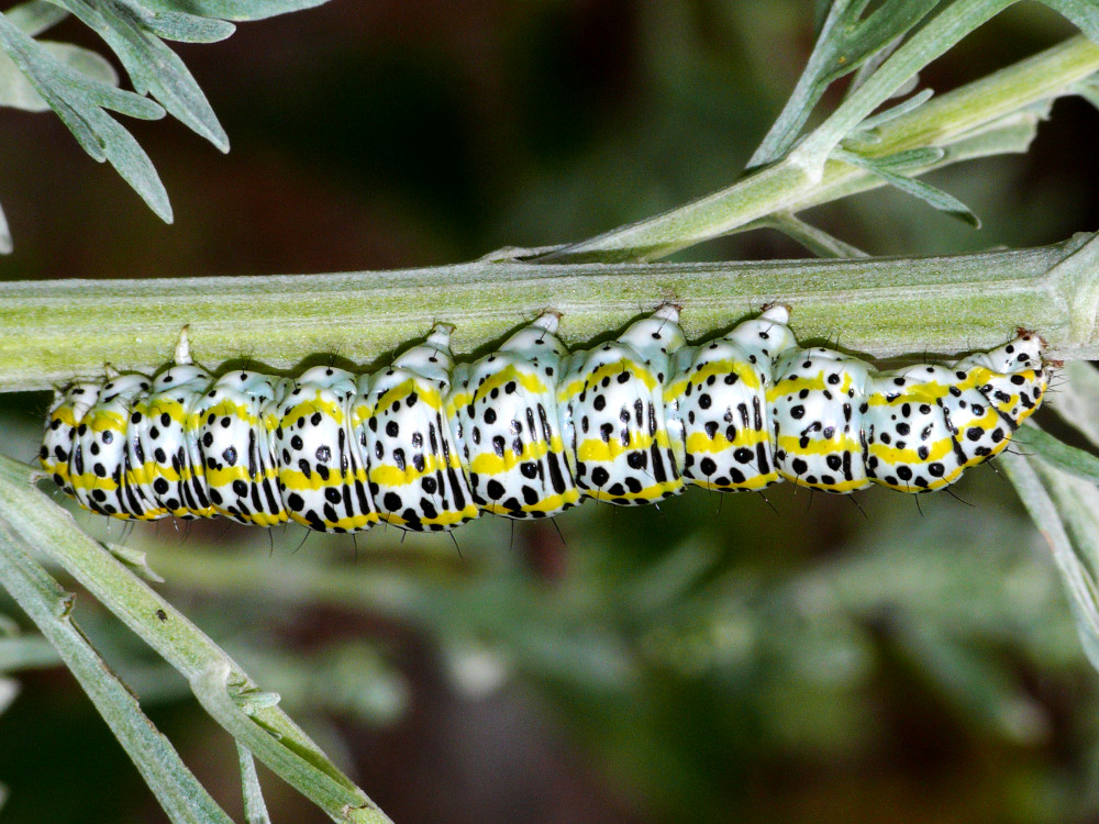 Bild Nr.09217 zum Vergrößern klicken Bild Nr.09217