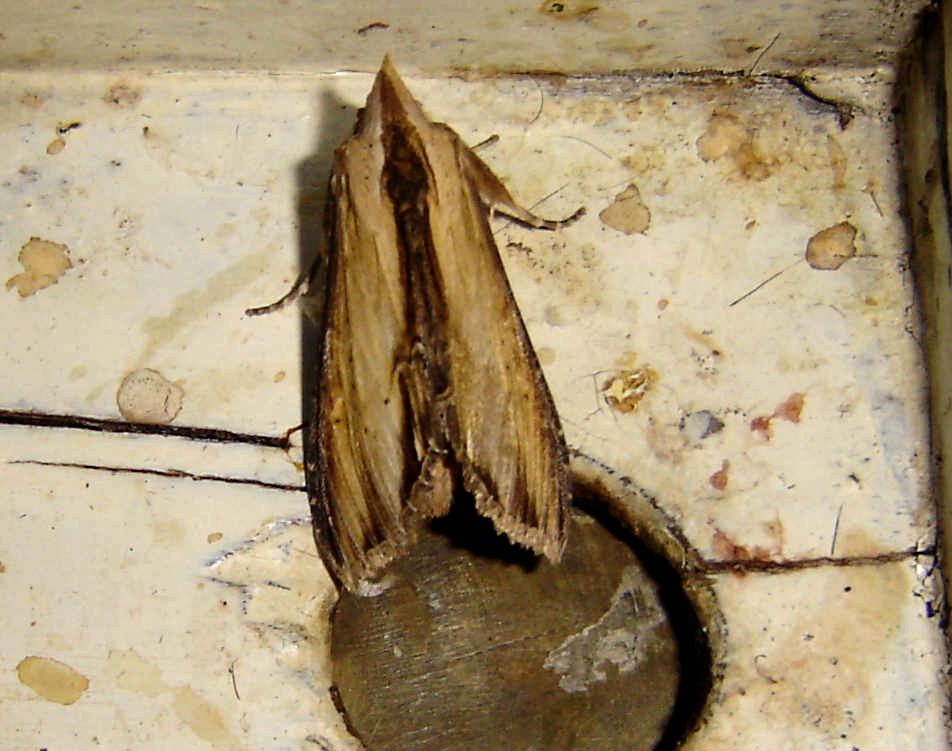 Bild Nr.09229 zum Vergrößern klicken Bild Nr.09229