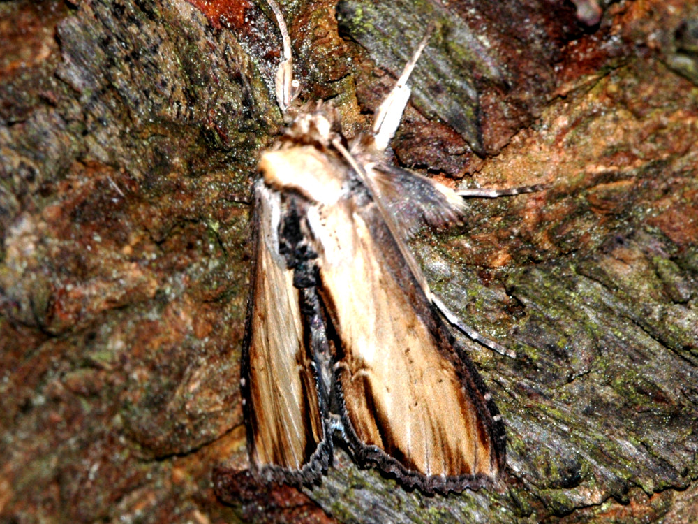 Bild Nr.09229 zum Vergrößern klicken Bild Nr.09229