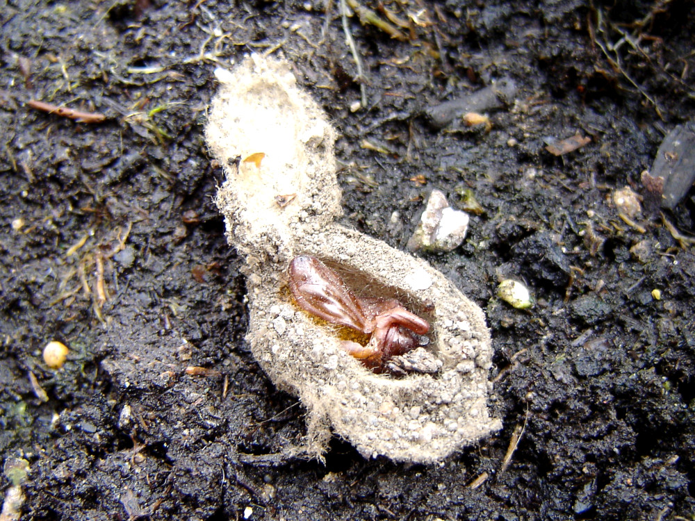 Bild Nr.09229 zum Vergrößern klicken Bild Nr.09229