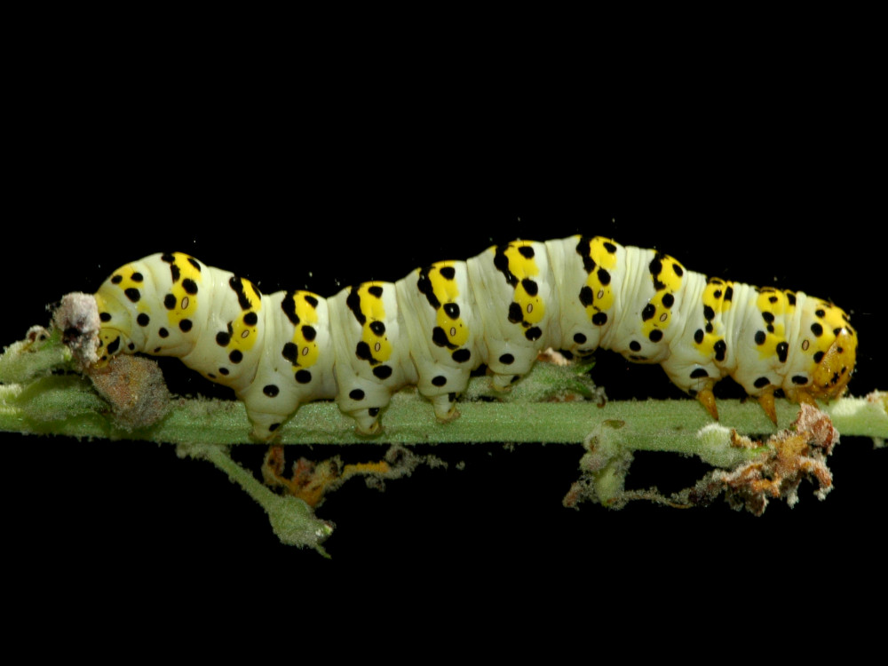 Bild Nr.09232 zum Vergrößern klicken Bild Nr.09232