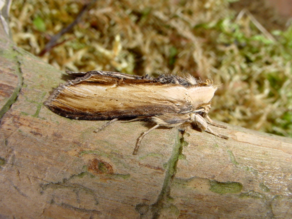 Bild Nr.09233 zum Vergrößern klicken Bild Nr.09233