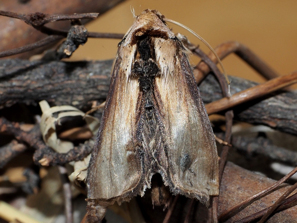 Bild Nr.09233 zum Vergrößern klicken Bild Nr.09233