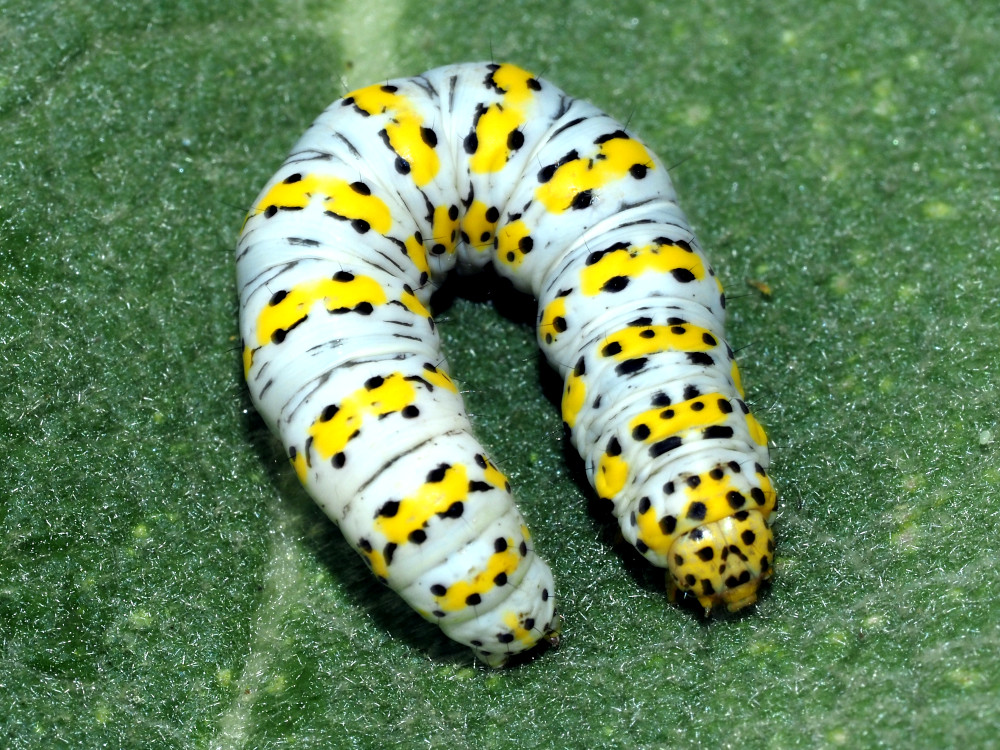 Bild Nr.09233 zum Vergrößern klicken Bild Nr.09233