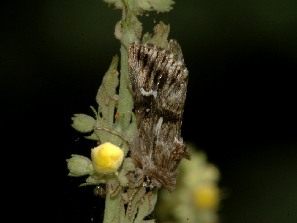 Bild Nr.09240 zum Vergrößern klicken Bild Nr.09240