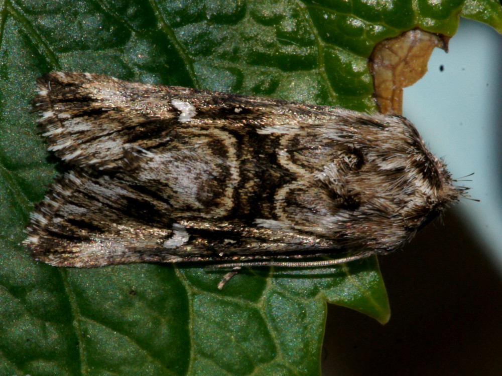 Bild Nr.09240 zum Vergrößern klicken Bild Nr.09240