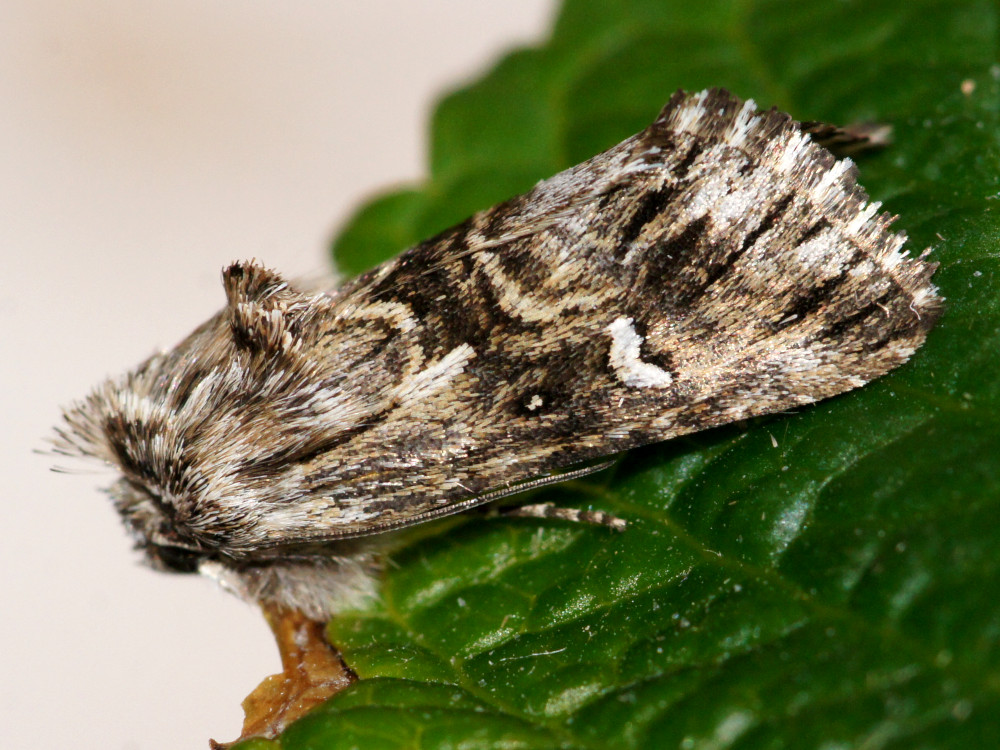 Bild Nr.09240 zum Vergrößern klicken Bild Nr.09240