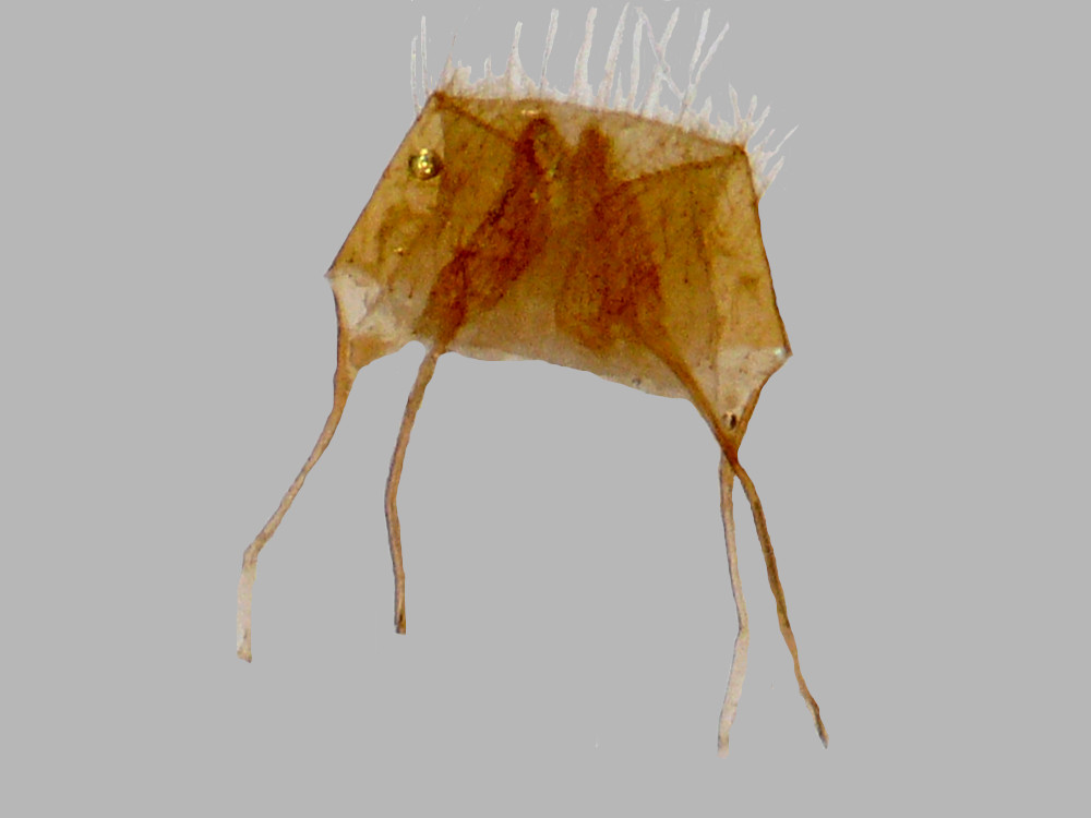 Bild Nr.09307 zum Vergrößern klicken Bild Nr.09307