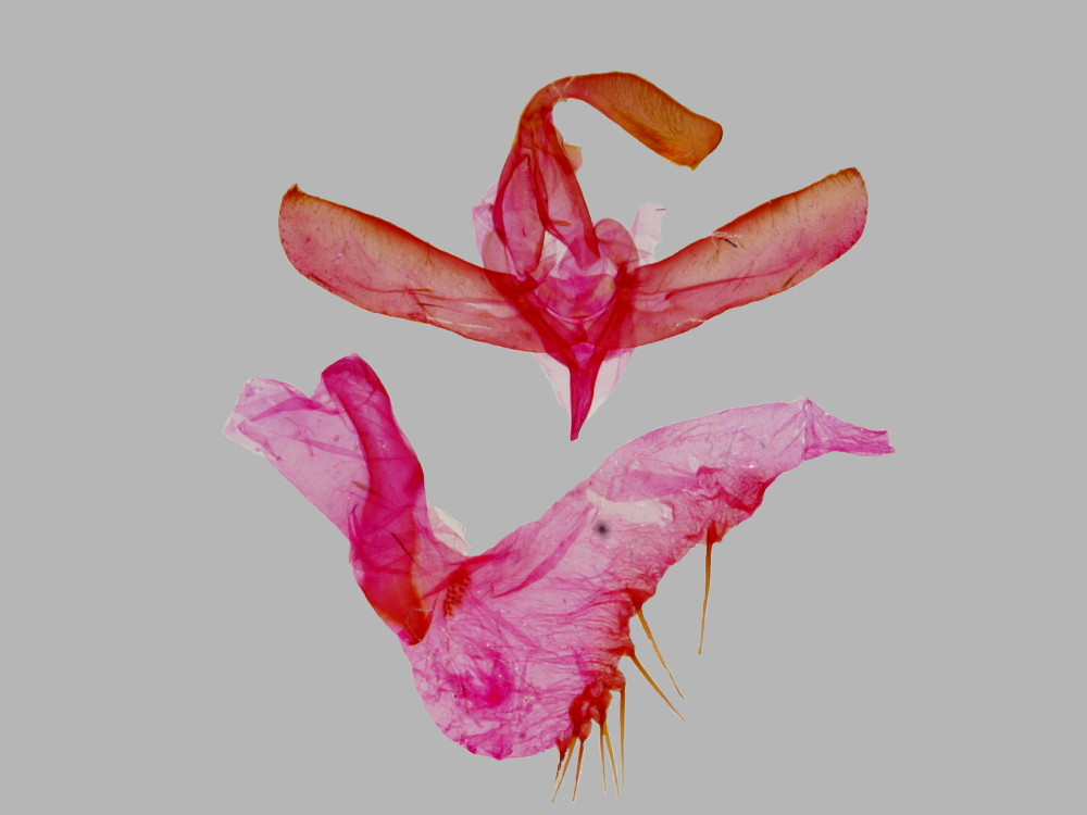 Bild Nr.09307 zum Vergrößern klicken Bild Nr.09307