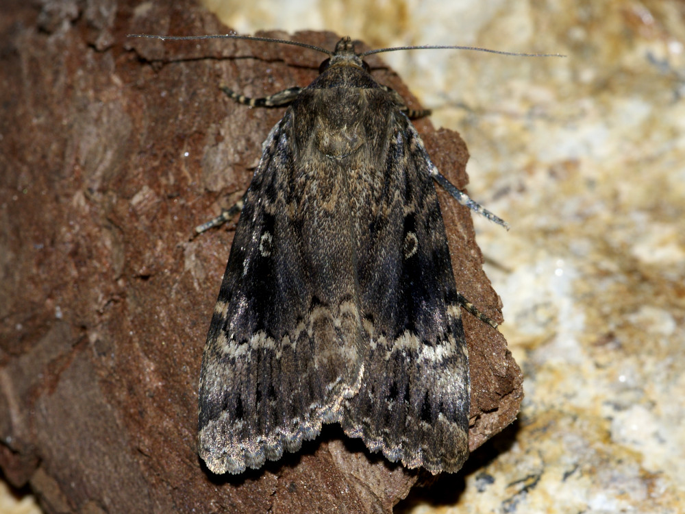 Bild Nr.09307 zum Vergrößern klicken Bild Nr.09307