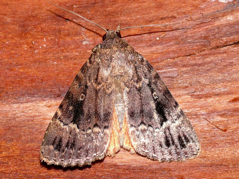 Bild Nr.09307 zum Vergrößern klicken Bild Nr.09307