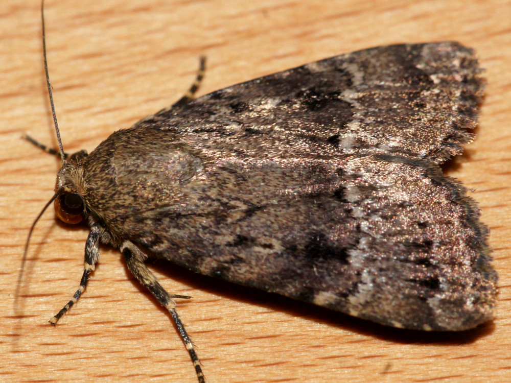 Bild Nr.09307 zum Vergrößern klicken Bild Nr.09307