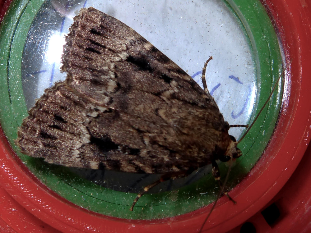 Bild Nr.09307 zum Vergrößern klicken Bild Nr.09307