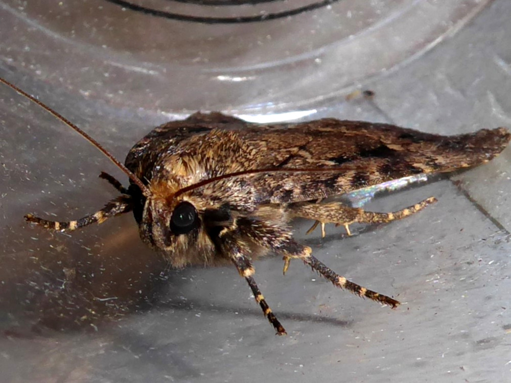 Bild Nr.09307 zum Vergrößern klicken Bild Nr.09307