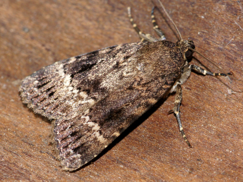 Bild Nr.09307 zum Vergrößern klicken Bild Nr.09307