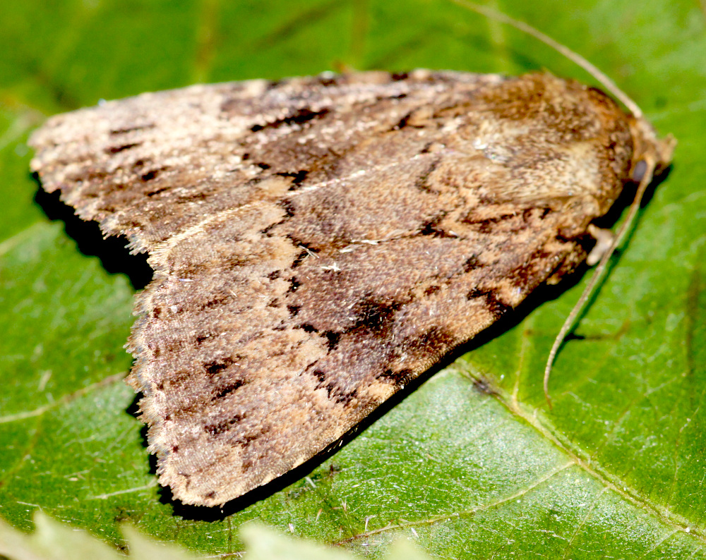 Bild Nr.09307 zum Vergrößern klicken Bild Nr.09307