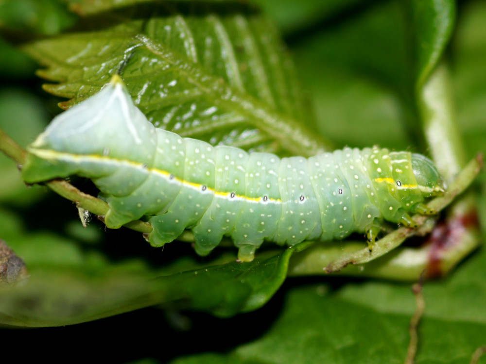 Bild Nr.09307 zum Vergrößern klicken Bild Nr.09307