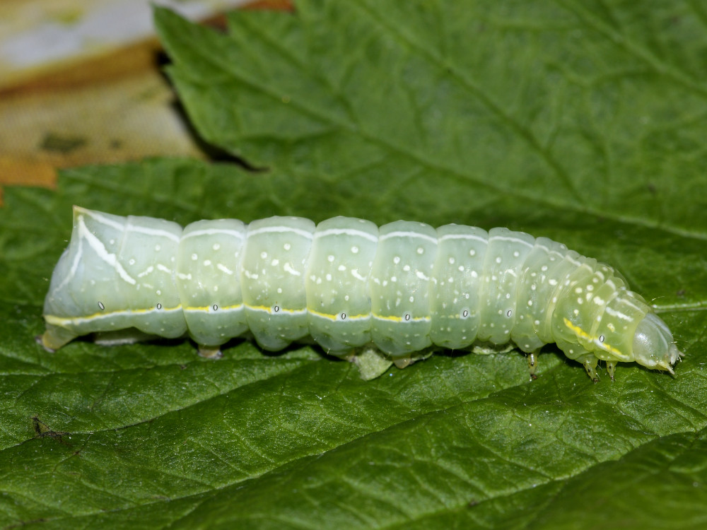 Bild Nr.09307 zum Vergrößern klicken Bild Nr.09307