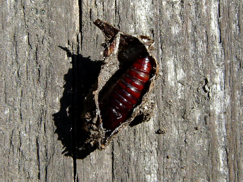 Bild Nr.09307 zum Vergrößern klicken Bild Nr.09307