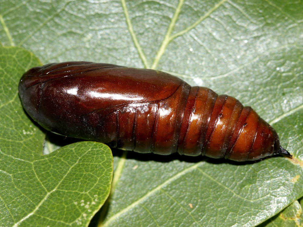 Bild Nr.09307 zum Vergrößern klicken Bild Nr.09307