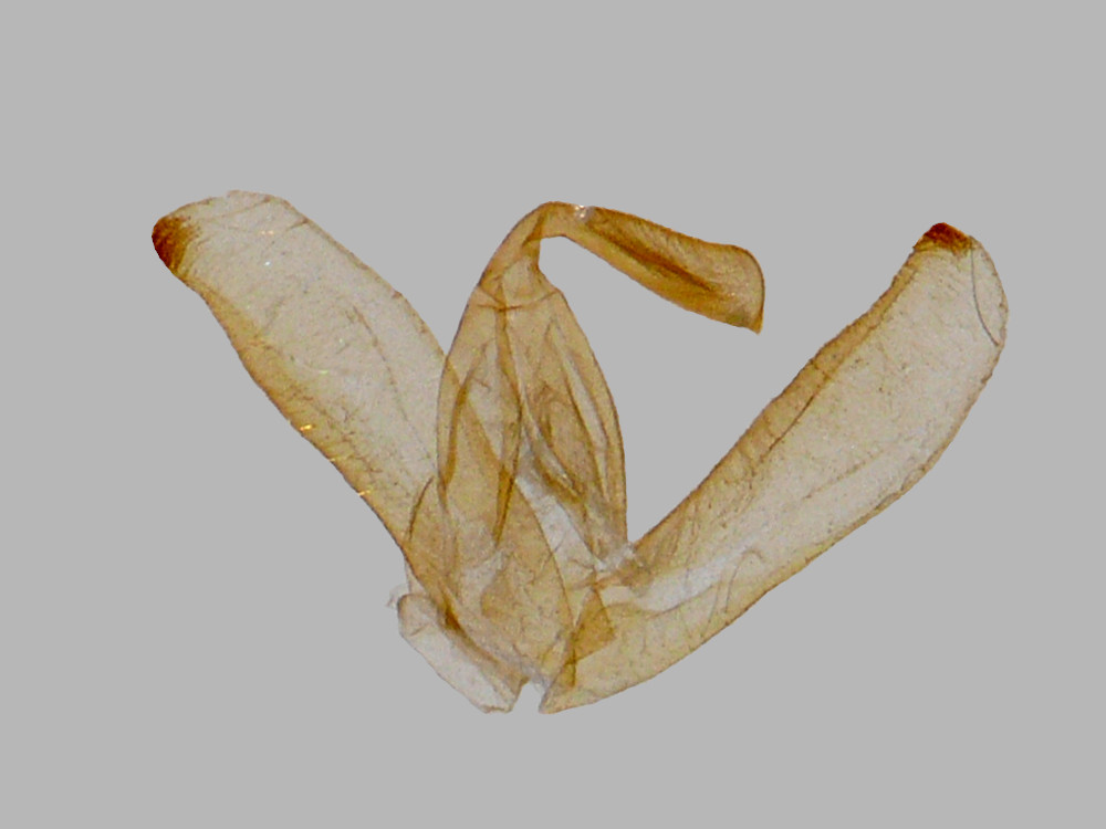 Bild Nr.09308 zum Vergrößern klicken Bild Nr.09308