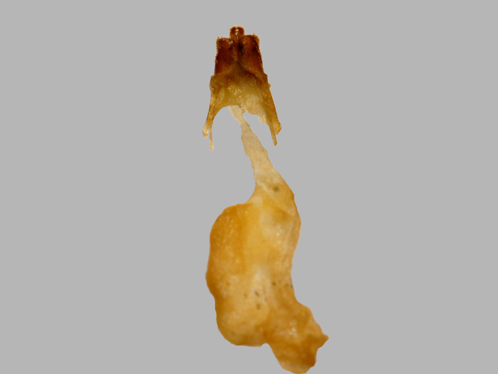 Bild Nr.09308 zum Vergrößern klicken Bild Nr.09308