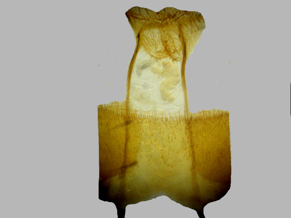 Bild Nr.09308 zum Vergrößern klicken Bild Nr.09308