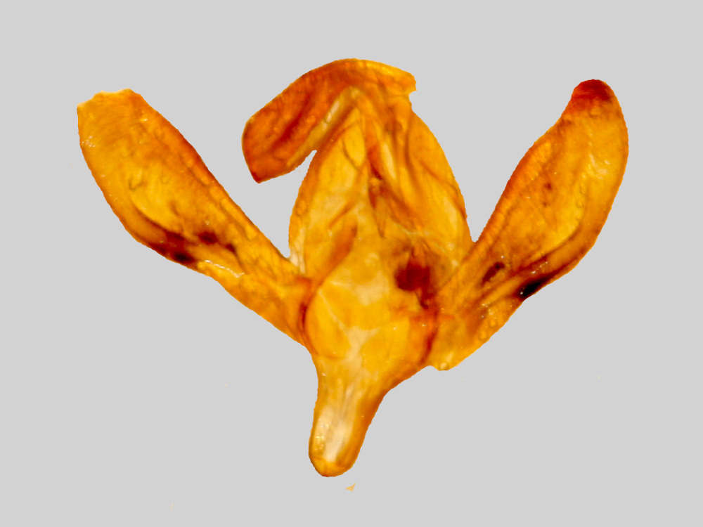 Bild Nr.09308 zum Vergrößern klicken Bild Nr.09308