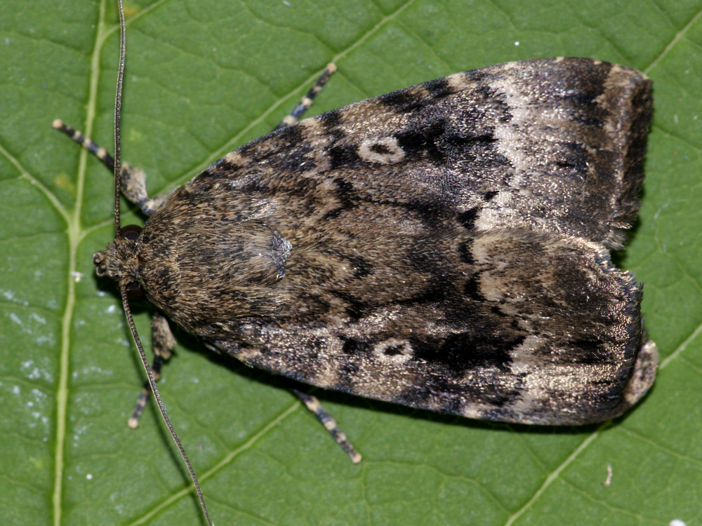 Bild Nr.09308 zum Vergrößern klicken Bild Nr.09308