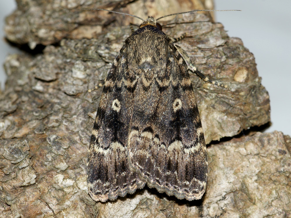 Bild Nr.09308 zum Vergrößern klicken Bild Nr.09308