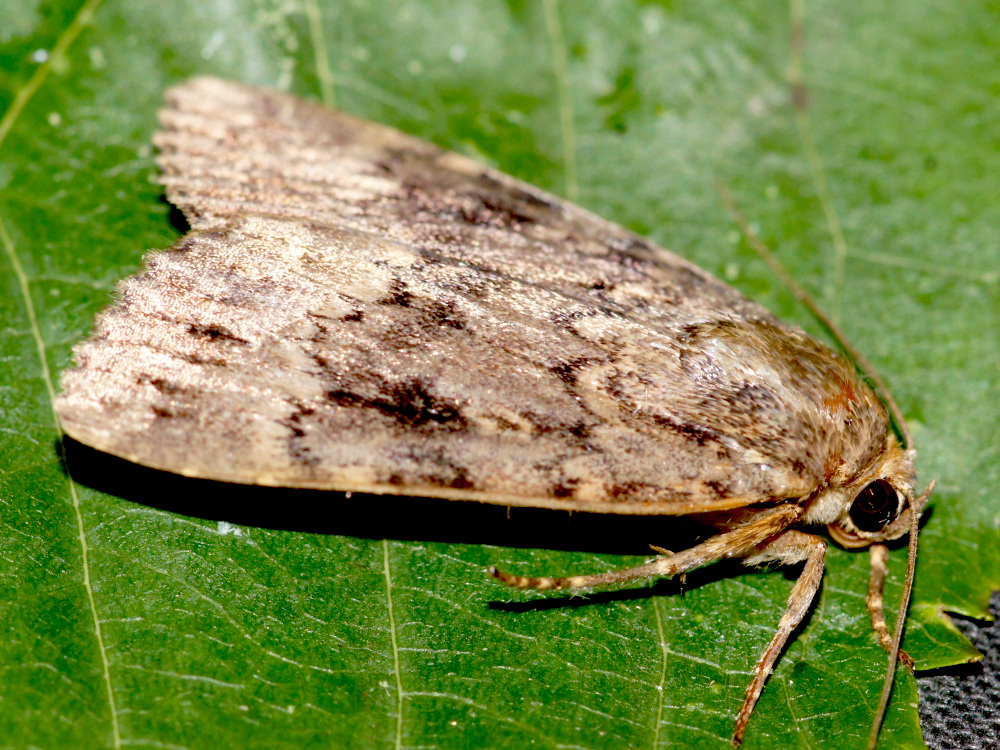 Bild Nr.09308 zum Vergrößern klicken Bild Nr.09308