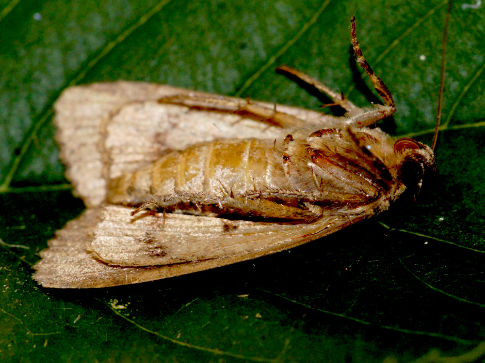 Bild Nr.09308 zum Vergrößern klicken Bild Nr.09308