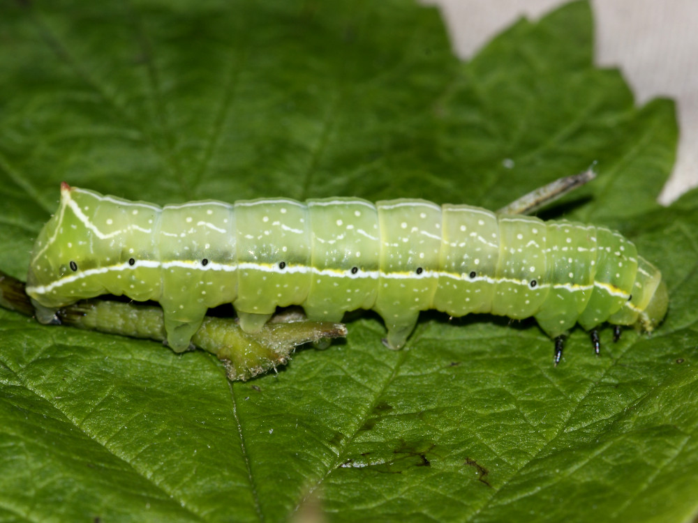 Bild Nr.09308 zum Vergrößern klicken Bild Nr.09308