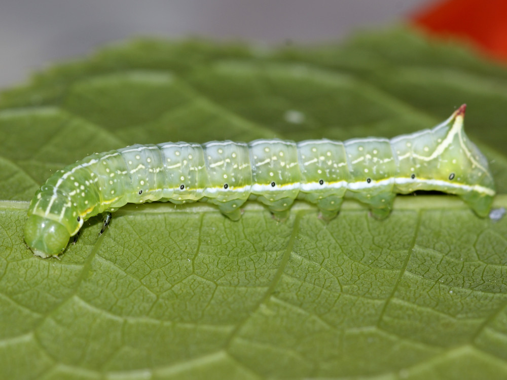 Bild Nr.09308 zum Vergrößern klicken Bild Nr.09308