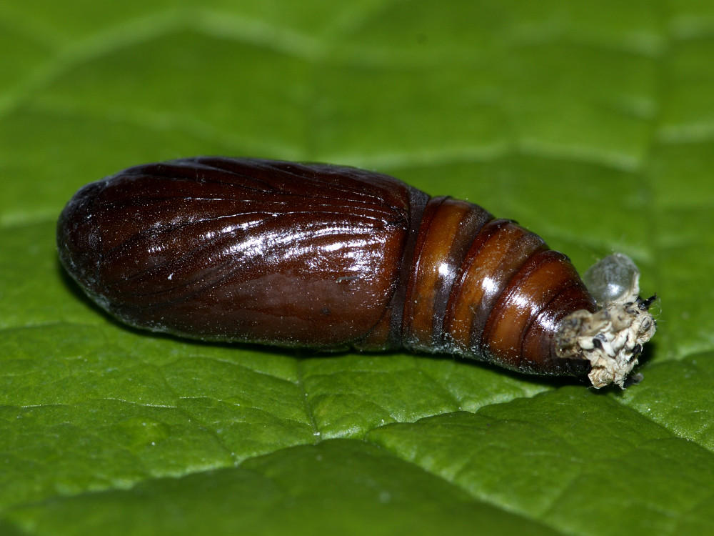 Bild Nr.09308 zum Vergrößern klicken Bild Nr.09308