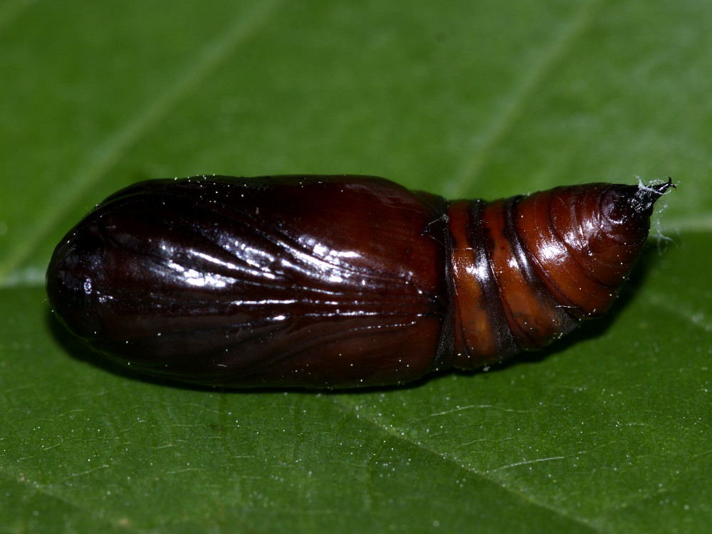 Bild Nr.09308 zum Vergrößern klicken Bild Nr.09308