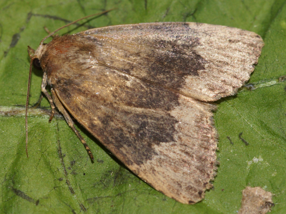 Bild Nr.09309 zum Vergrößern klicken Bild Nr.09309