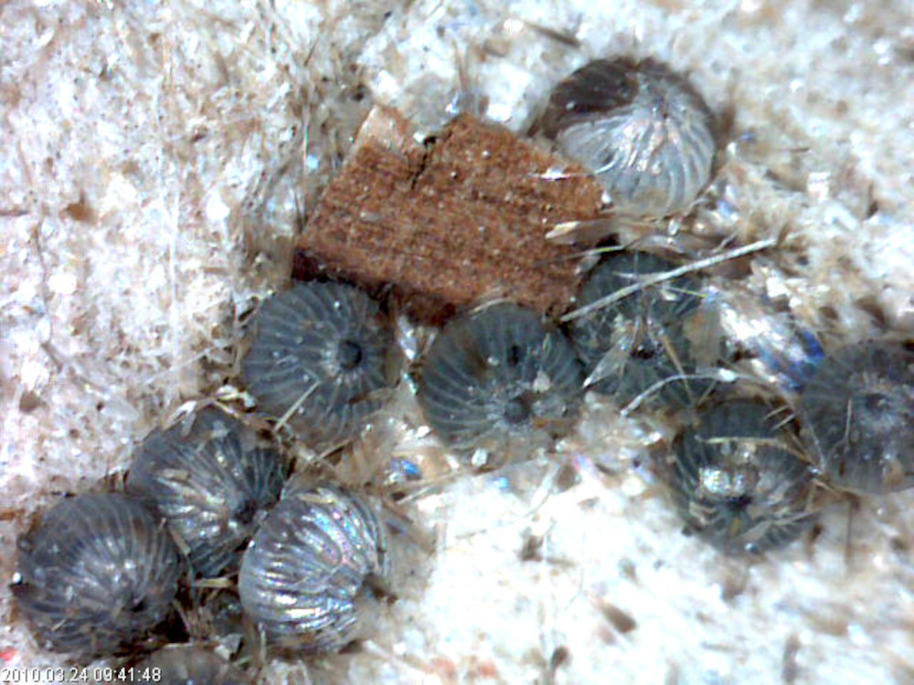 Bild Nr.09309 zum Vergrößern klicken Bild Nr.09309